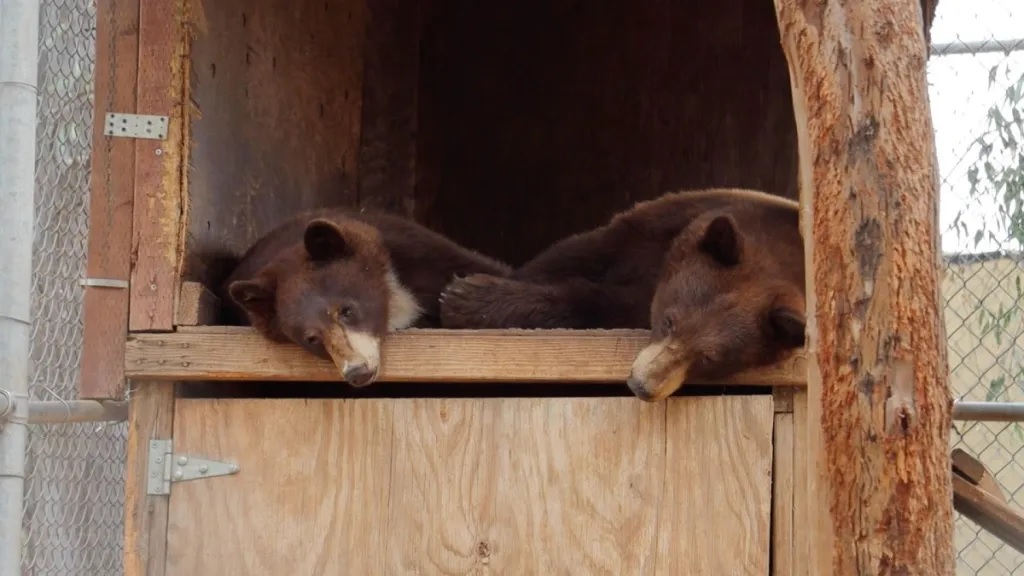 Orphaned Bear Cubs Take Road Trip to New Home in Amarillo, Texas